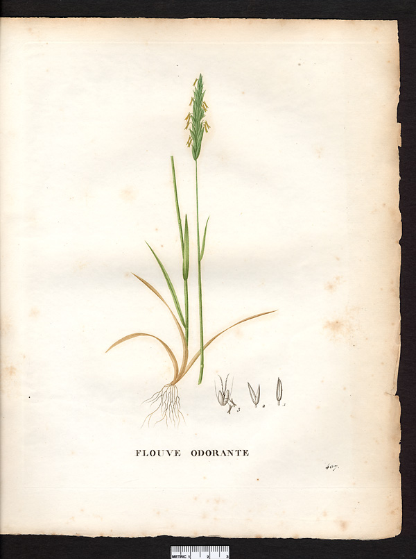 Anthoxanthum odoratum