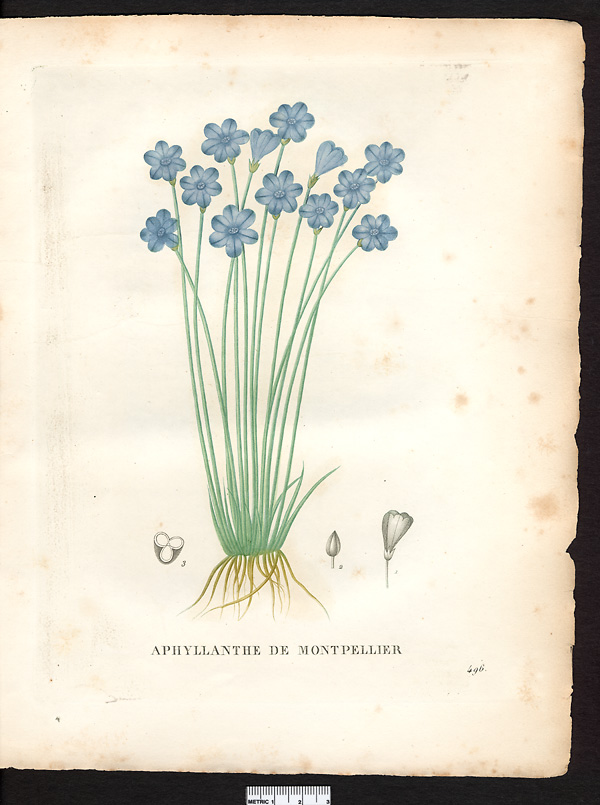 Aphyllanthes monspeliensis