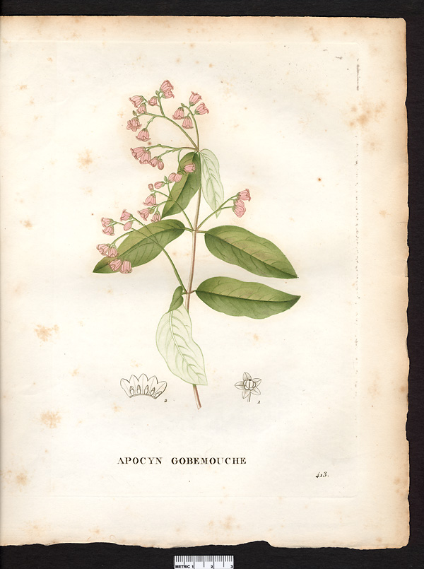 Apocynum androsaemifolium