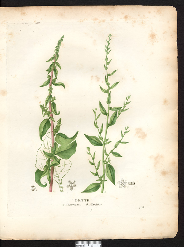 Bette commune (Beta vulgaris), betterave (Beta vulgaris)