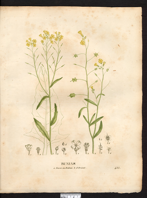 Bunias masse au bedeau (Bunias erucago), bunias fausse-roquette (Bunias erucago)