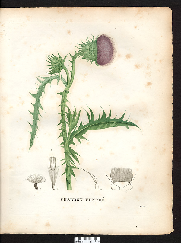 Carduus nutans