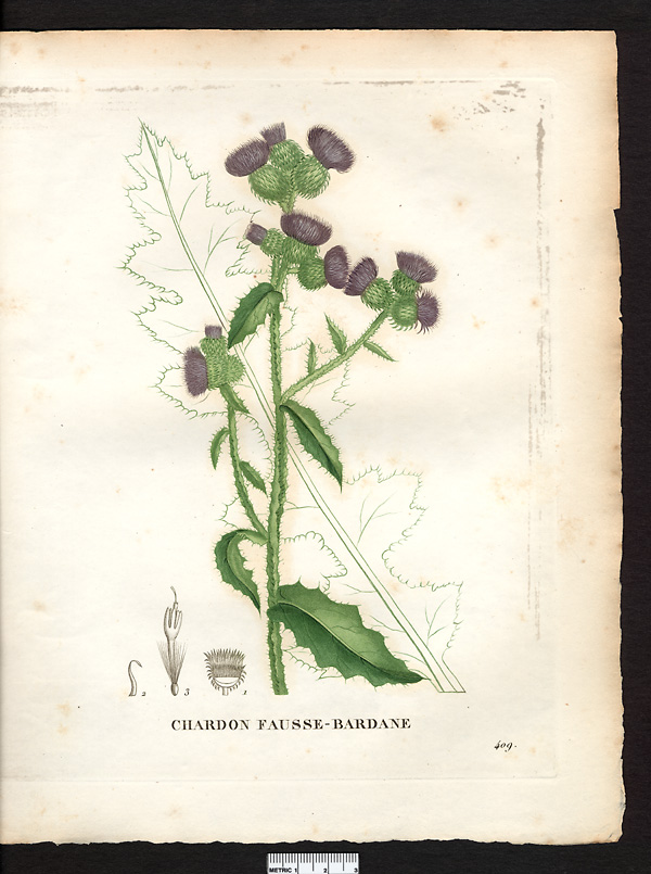Carduus personata