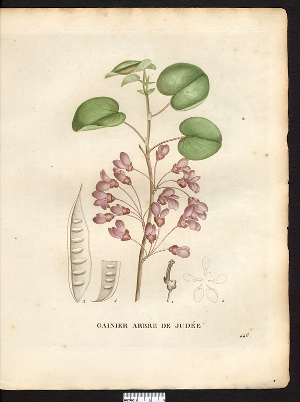 Cercis siliquastrum
