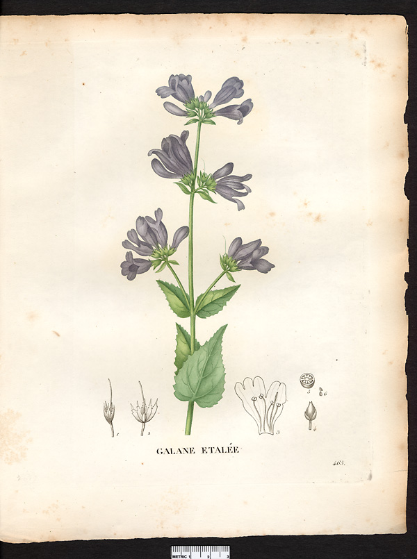 Chelone diffusa