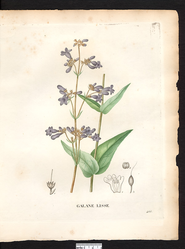Chelone laevigata