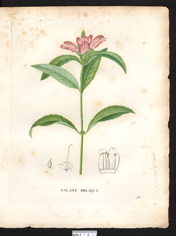 Chelone obliqua