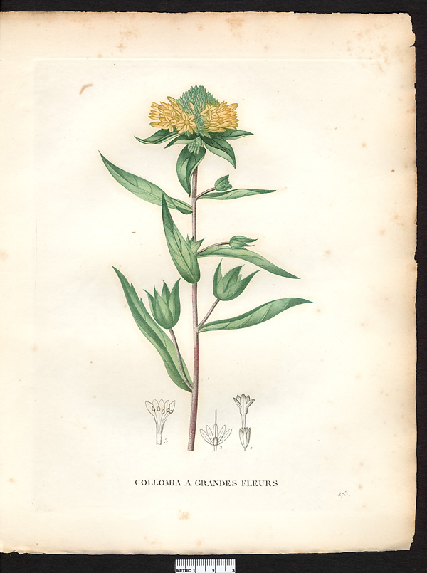 Collomia grandiflora