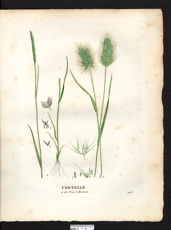 Crételle des prés (Cynosurus cristatus), crételle des prés (Phleum cristatum)