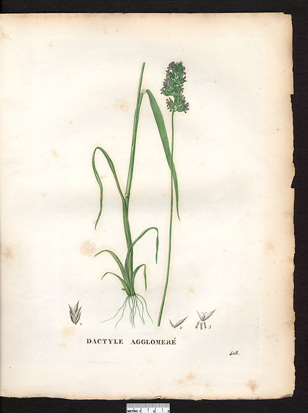 Dactylis glomerata