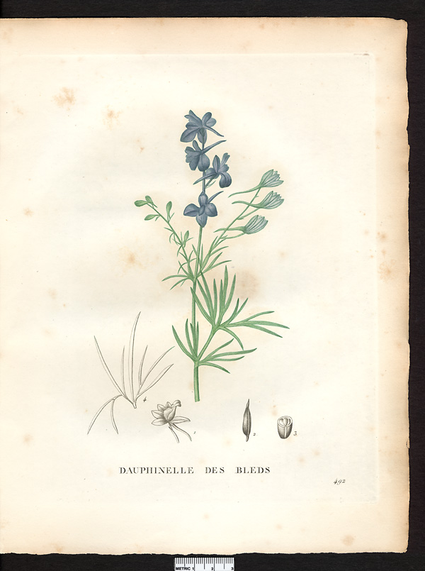 Delphinium consolida, consolida regalis