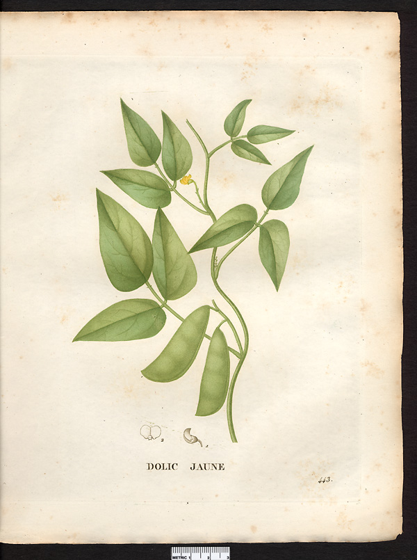 Dolichos luteolus, vigna luteola