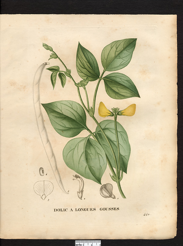 Dolichos sesquipedalis