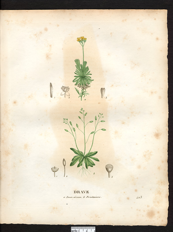 Drave printanière (Draba verna), drave printanière (Draba muscosa)