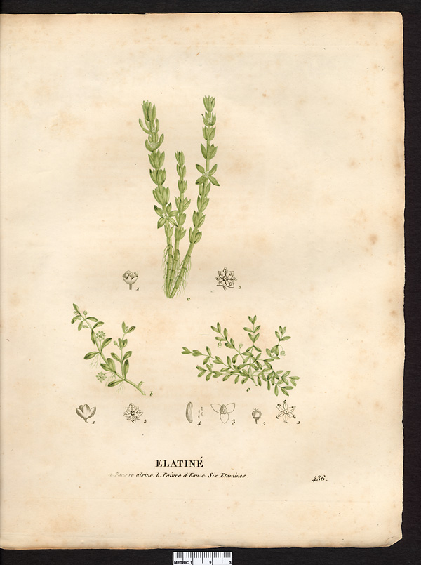 Élatiné six étamines (Elatine hexandra), élatine à six étamines (Elatine hexandra)
