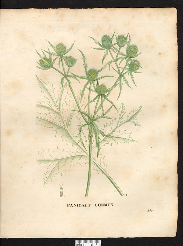Eryngium campestre