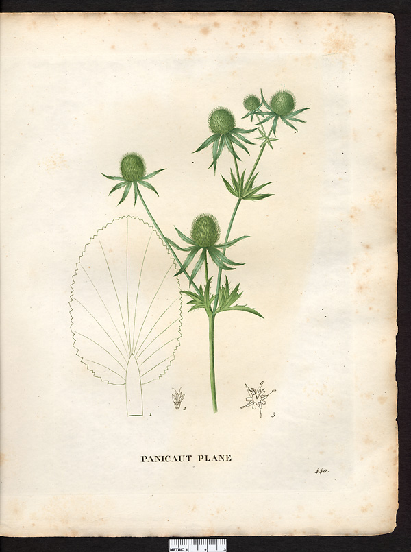 Eryngium planum