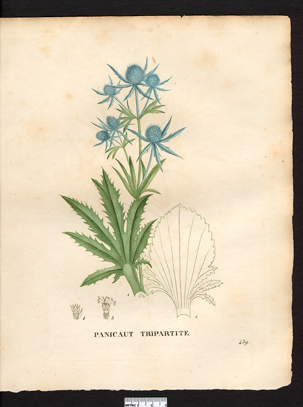 Eryngium tripartitum