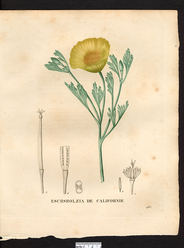 Eschsholzia californica