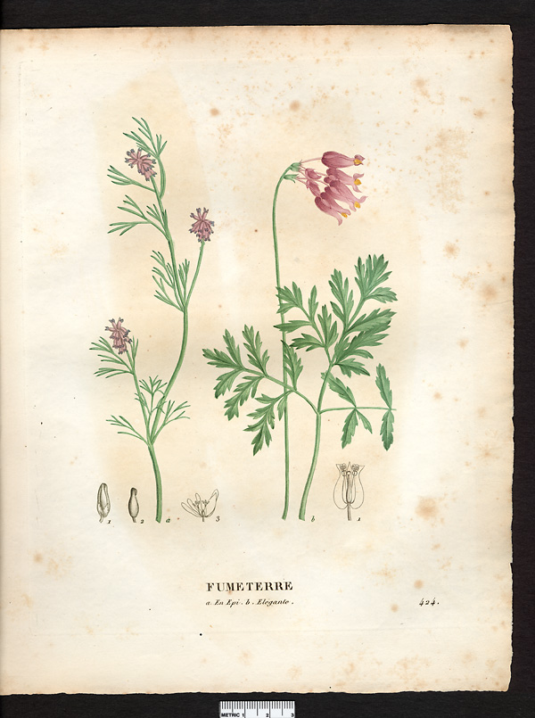 Fumeterre en épi (Fumaria spicata), fumeterre en épi (Platycapnos spicata)
