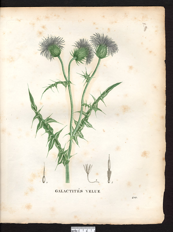 Galactites tomentosa