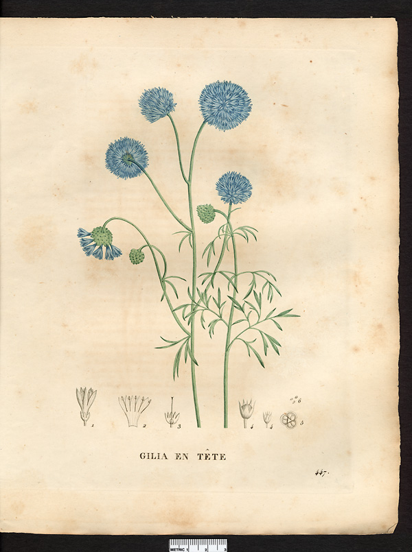 Gilia capitata