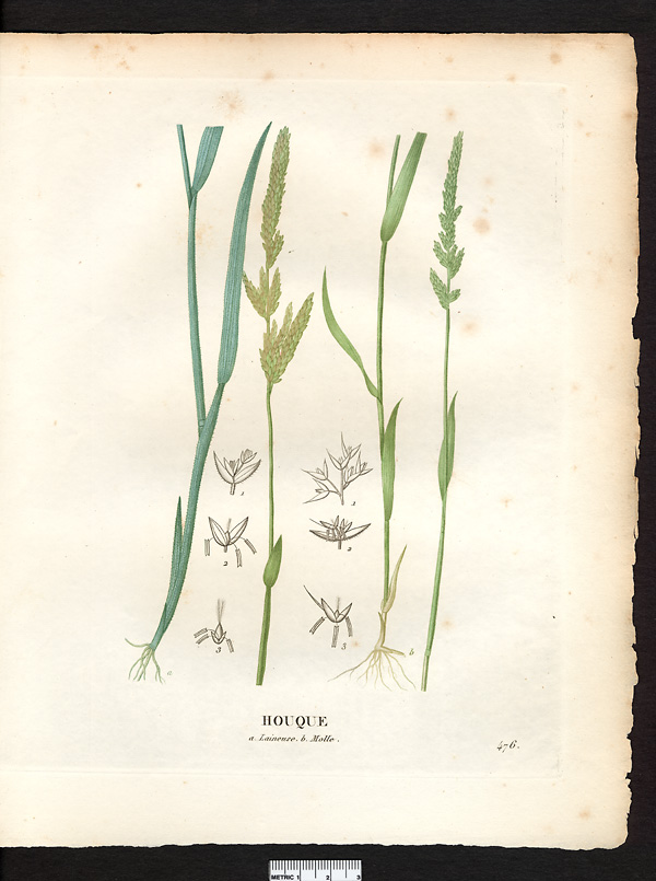 Houque molle (Holcus mollis), houlque molle (Holcus mollis)
