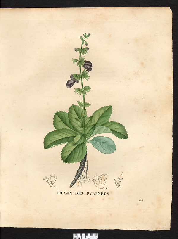 Horminum pyrenaicum
