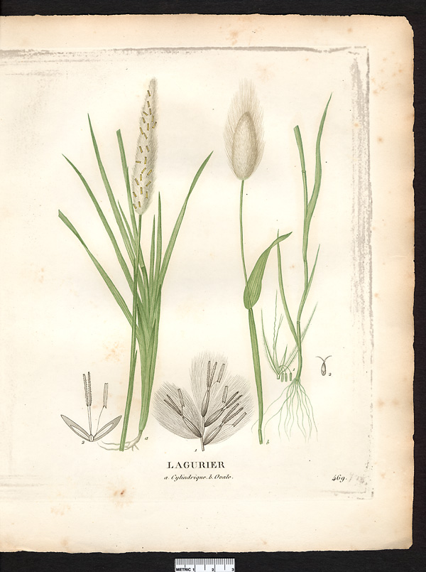 Lagurier cylindrique (Lagurus cylindricus)