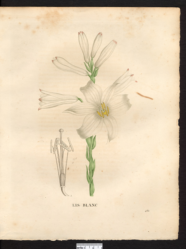 Lilium candidum