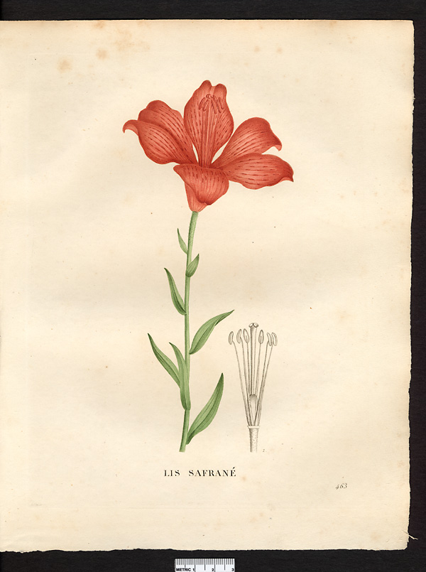 Lilium croceum