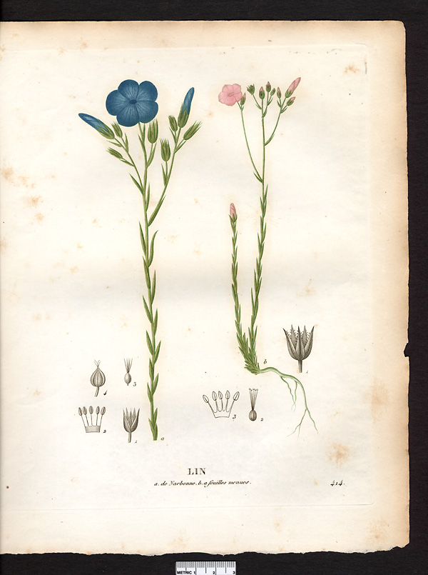 Lin à feuilles menues (Linum tenuifolium), lin à feuilles étroites (Linum tenuifolium)