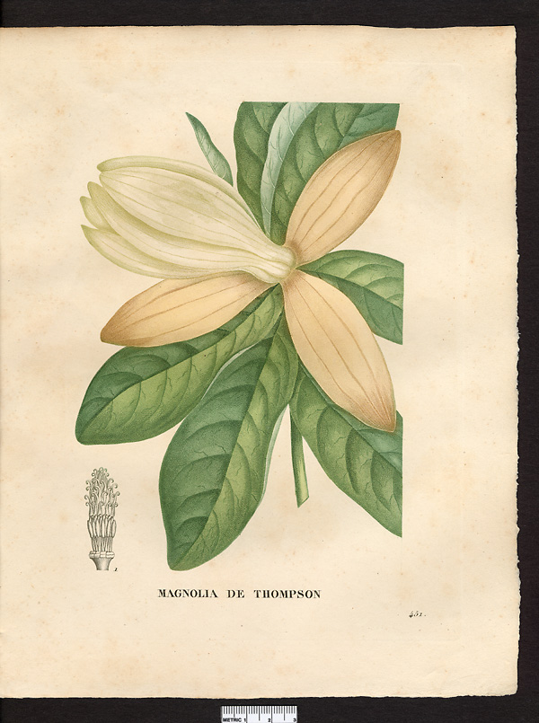 Magnolia thompsoniana