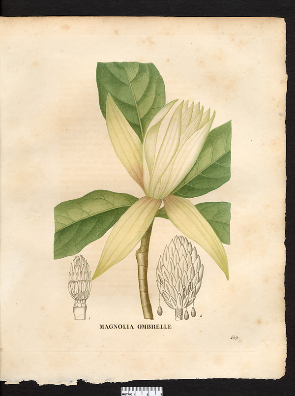 Magnolia tripetala