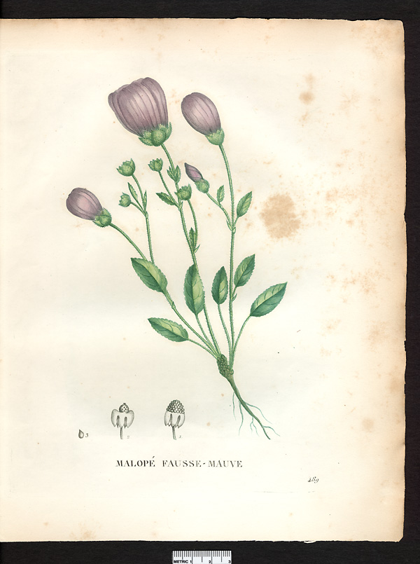 Malope malacoides