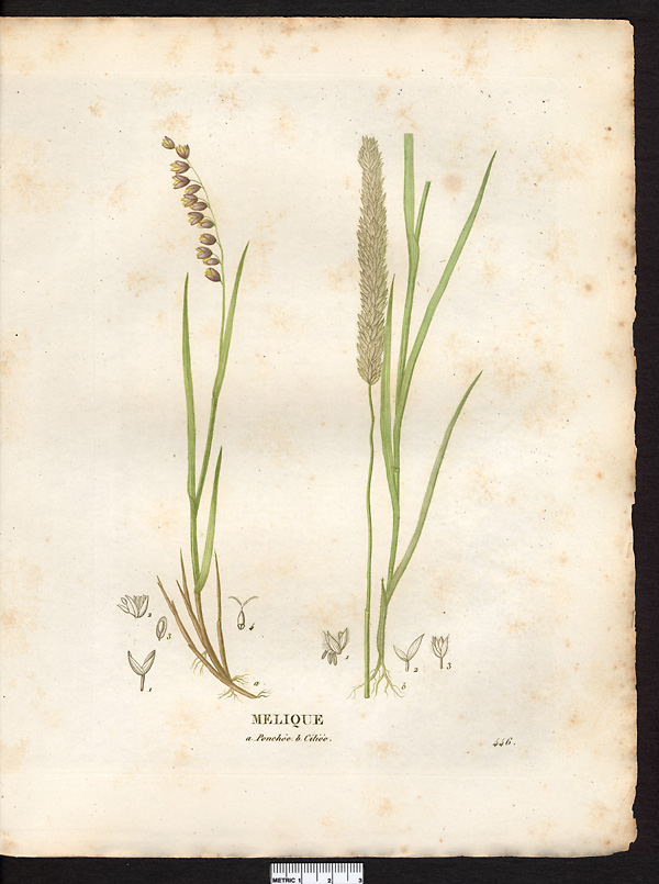 Melica nutans (uniflora)