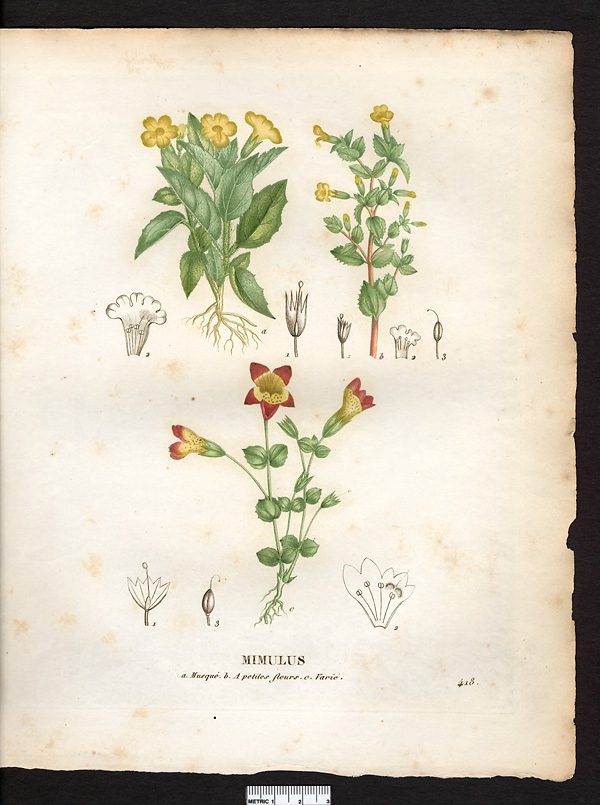 Mimulus à petites fleurs (Mimulus propinquus), (Mimulus glabratus)