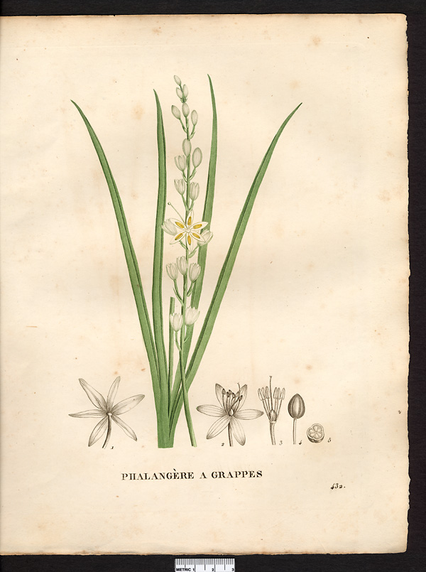 Phalangium liliago, anthericum liliago