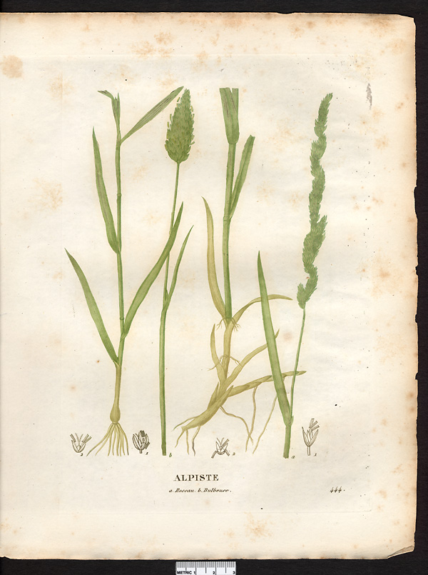 Alpiste bulbeuse (Phalaris bulbosa), (Phleum subulatum)