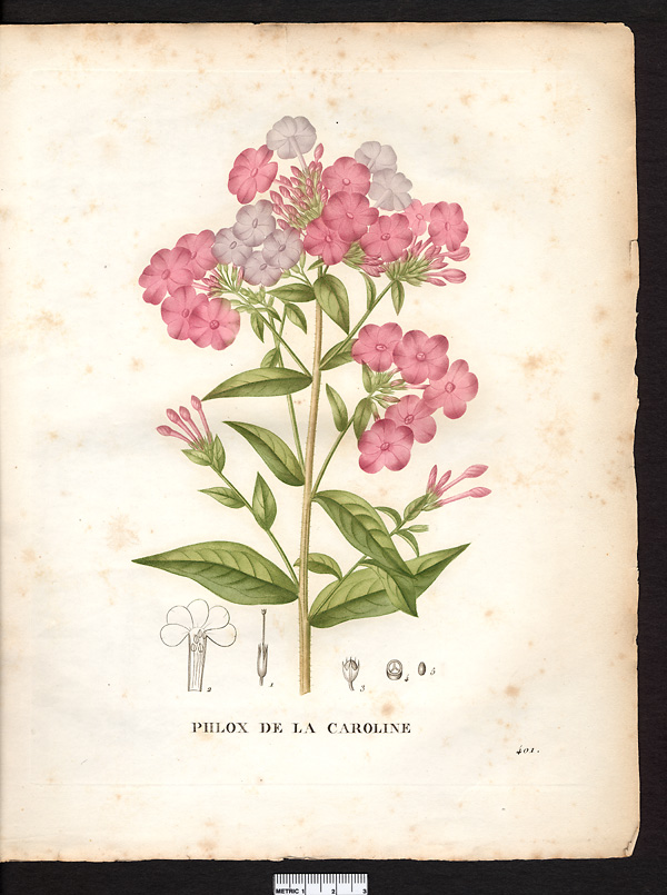 Phlox amoena (pedunculata)