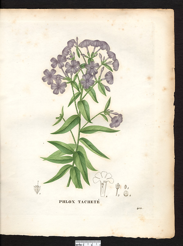 Phlox maculata