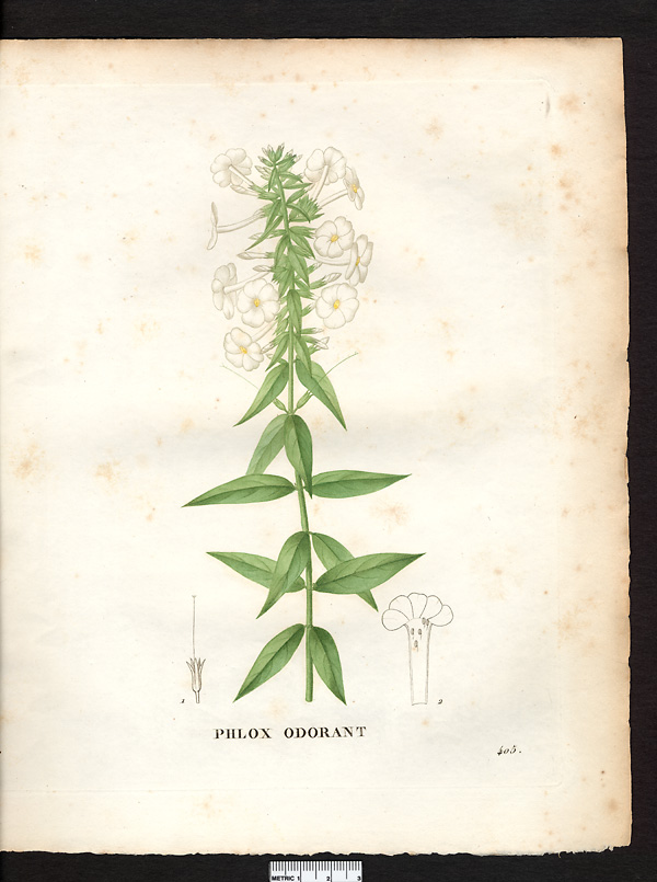 Phlox suaveolens
