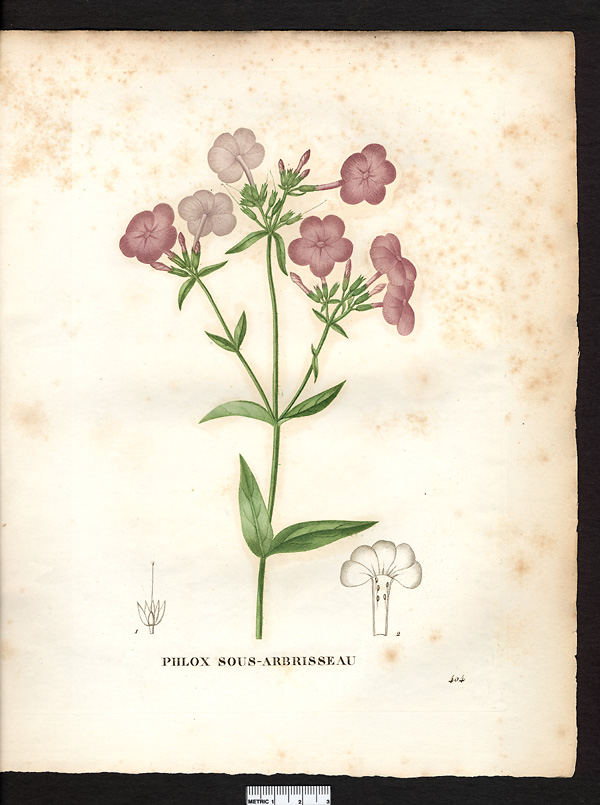 Phlox suffruticosa, phlox carolina