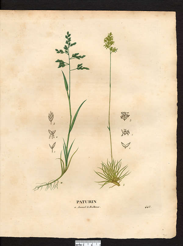 Pâturin bulbeux (Poa bulbosa)