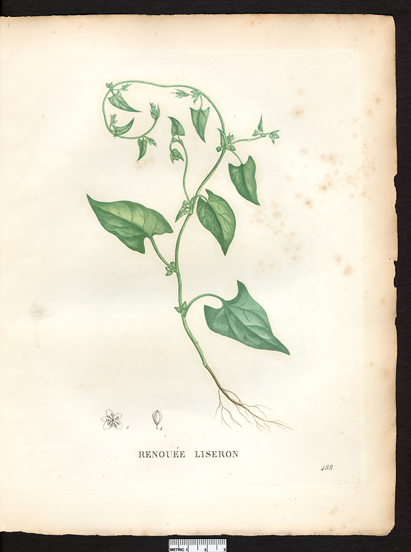 Polygonum convolvulus, bilderdykia convolvulus