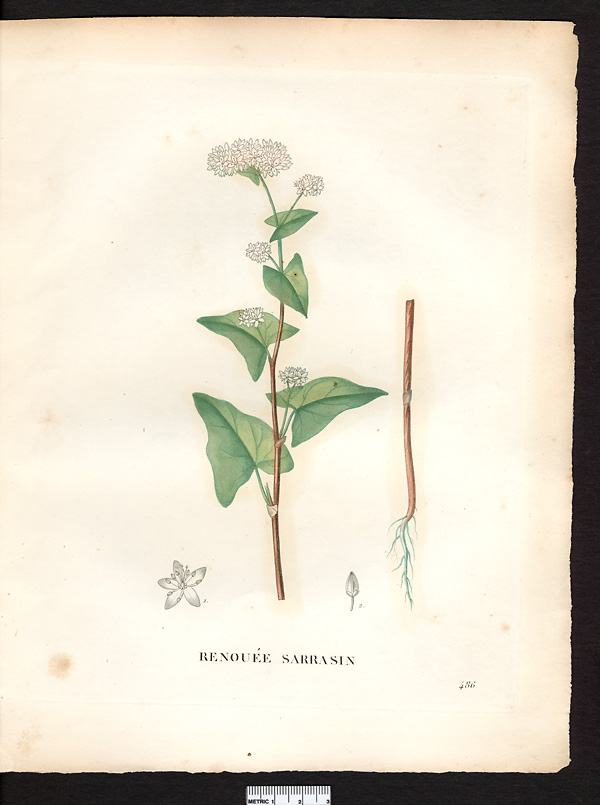 Polygonum fagopyrum, fagopyrum esculentum