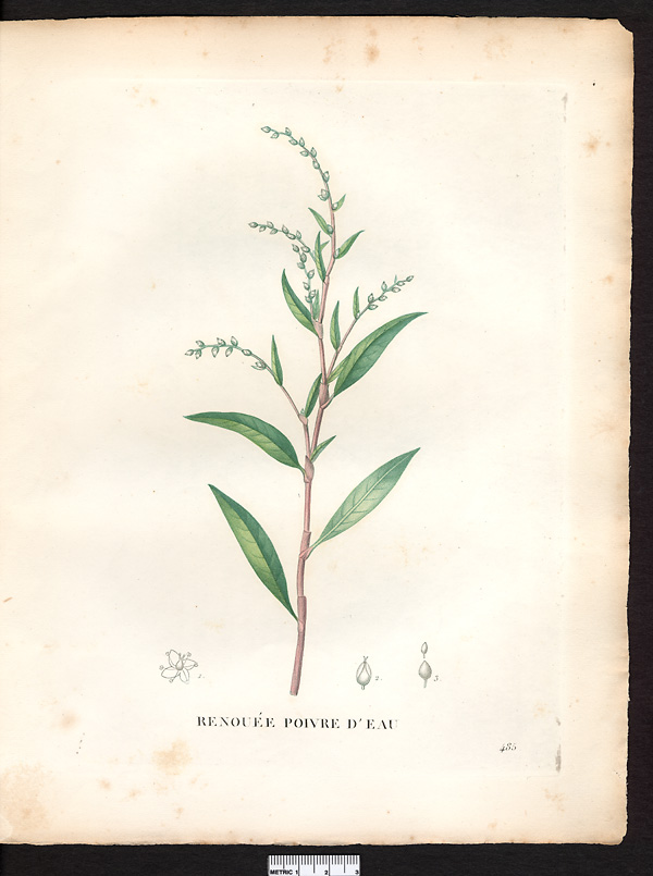 Polygonum hydropiper