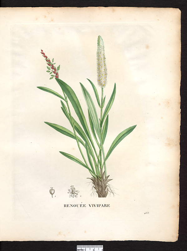 Polygonum viviparum