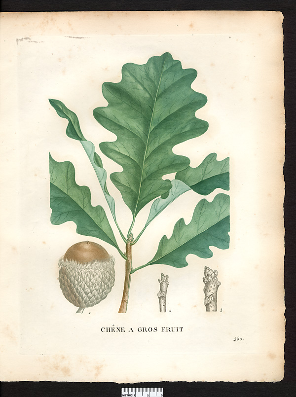 Quercus macrocarpa, quercus iberica