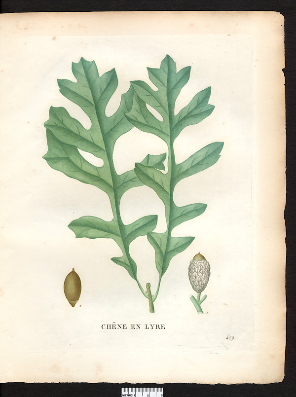 Quercus olivaeformis, quercus macrocarpa